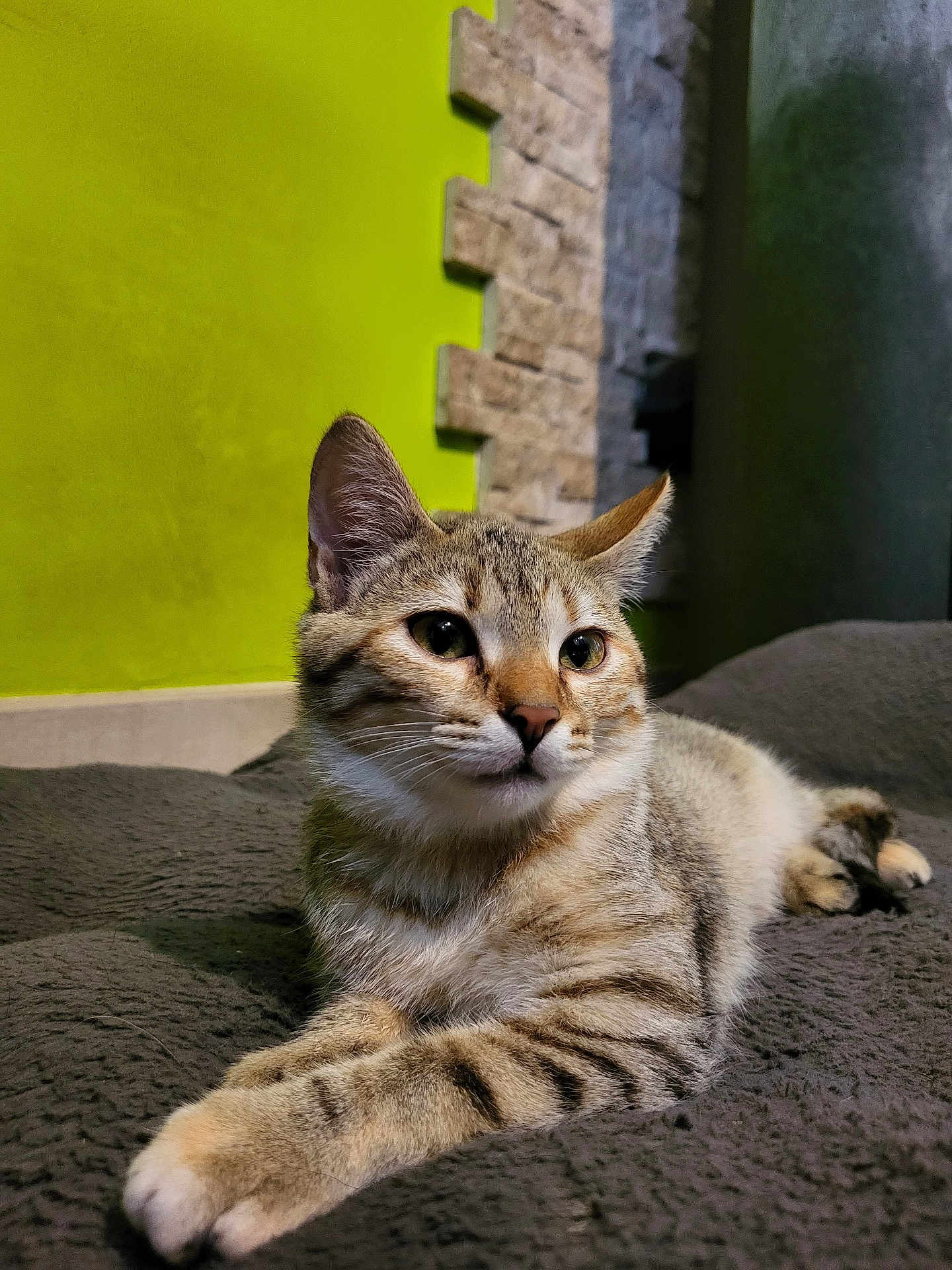 Akkira