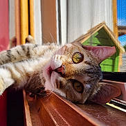 Akkira participe au concours pour gagner de l'argent avec cette photo : animal, cat, closeup, curious, daylight, ears, feline, home, indoor, mesh, pet, reflection, relaxed, screen, sunlight, tabby, whiskers, windowsill, wood, yellow_eyes