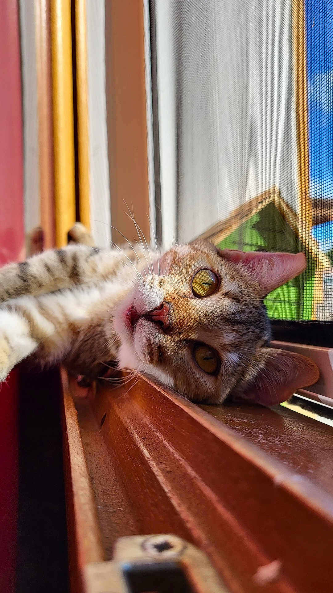 Akkira participe au concours pour gagner de l'argent avec cette photo : animal, cat, closeup, curious, daylight, ears, feline, home, indoor, mesh, pet, reflection, relaxed, screen, sunlight, tabby, whiskers, windowsill, wood, yellow_eyes