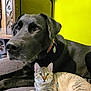 black_dog, tabby_cat, pet, indoor, blanket, furniture, wooden_cabinet, yellow_wall, collar, tag, lying_down, relaxed, cozy, close_up, face, animal, domestic, fur, ears, eyes