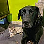 alert_dog, animal_pair, black_dog, close_up, companion_animals, cozy, dog_collar, domestic_animals, floor_tile, furry_pet, green_wall, house_interior, indoor, lying_down, pet_bed, relaxed_cat, resting_cat, stone_wall, tabby_cat, wooden_furniture