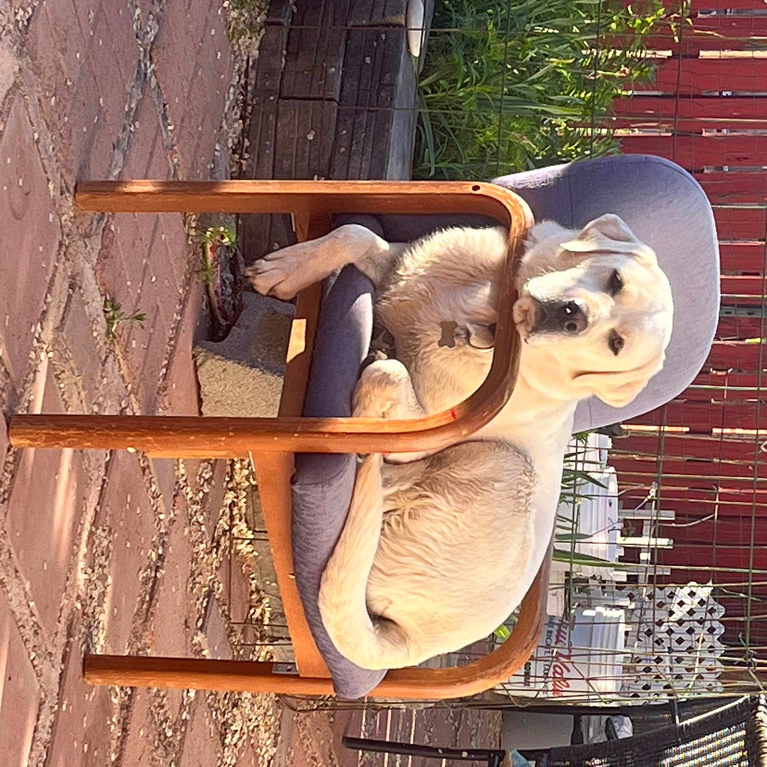Buddy is registered to the contest to win money with this photo: art, brick, brickwork, carving, door, fawn, hardwood, lumber, metal, natural_material, plant, sculpture, statue, tail, terrestrial_animal, wildlife, wood, wood_stain