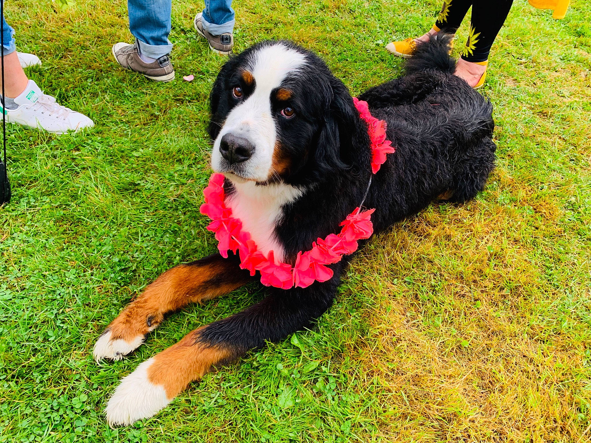 Hector a rejoint le concours — aidez-le/la à gagner de superbes lots ! bernese_mountain_dog, canidae, carnivore, collar, companion_dog, dog, dog_breed, dog_supply, fur, grass, herding_dog, lawn, leash, leisure, obedience_training, plant, sporting_group, tail, working_dog