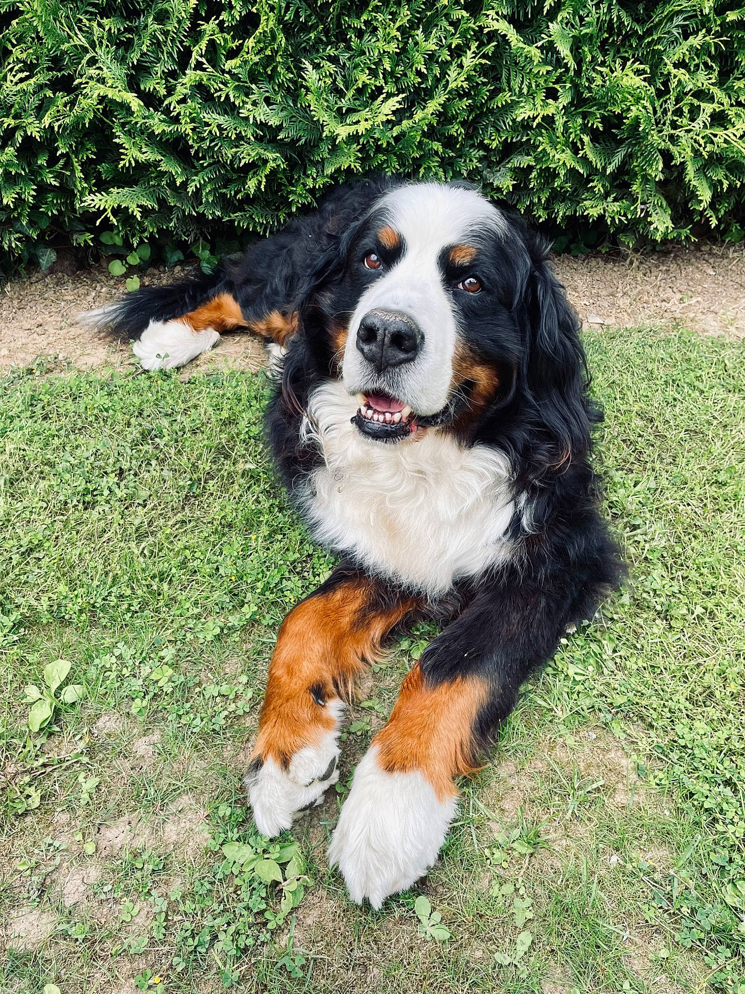 Hector a rejoint le concours — aidez-le/la à gagner de superbes lots ! bernese_mountain_dog, canidae, carnivore, companion_dog, dog, dog_breed, giant_dog_breed, grass, plant, snout, sporting_group, terrestrial_animal, working_dog