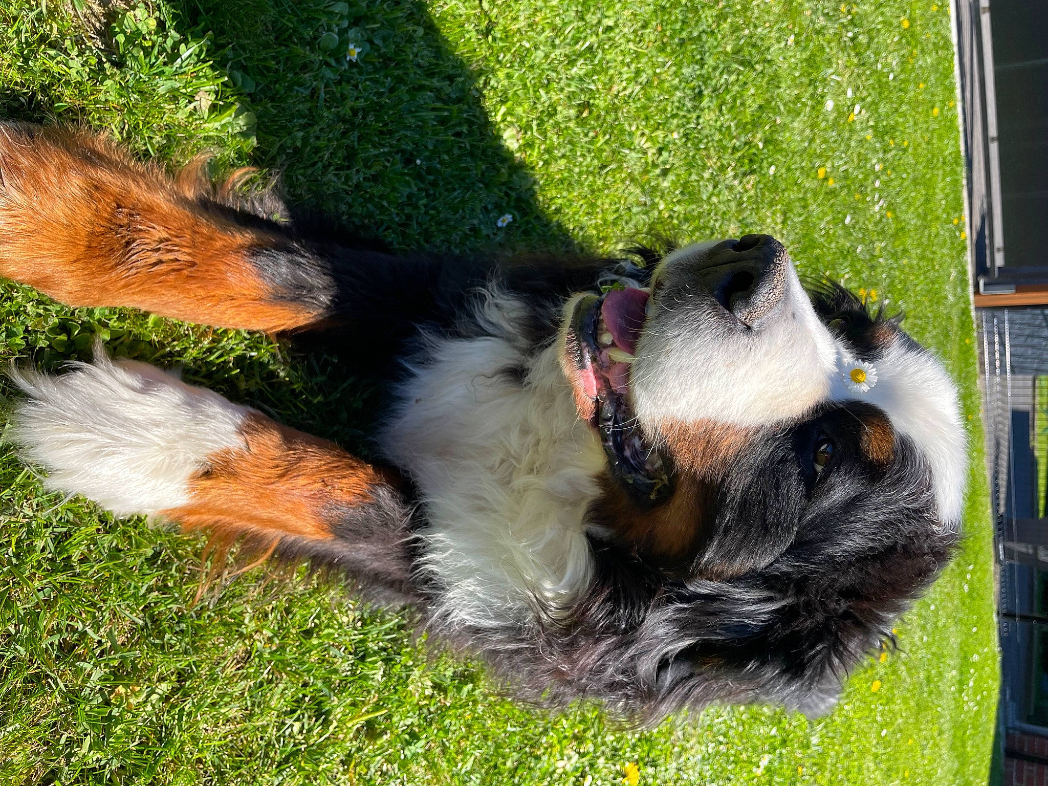 Hector participe au concours pour gagner de l'argent avec cette photo : bernese_mountain_dog, canidae, carnivore, collar, companion_dog, dog, dog_breed, dog_supply, fur, grass, paw, pet_supply, plant, snout, sporting_group, tail, terrestrial_animal, working_animal, working_dog