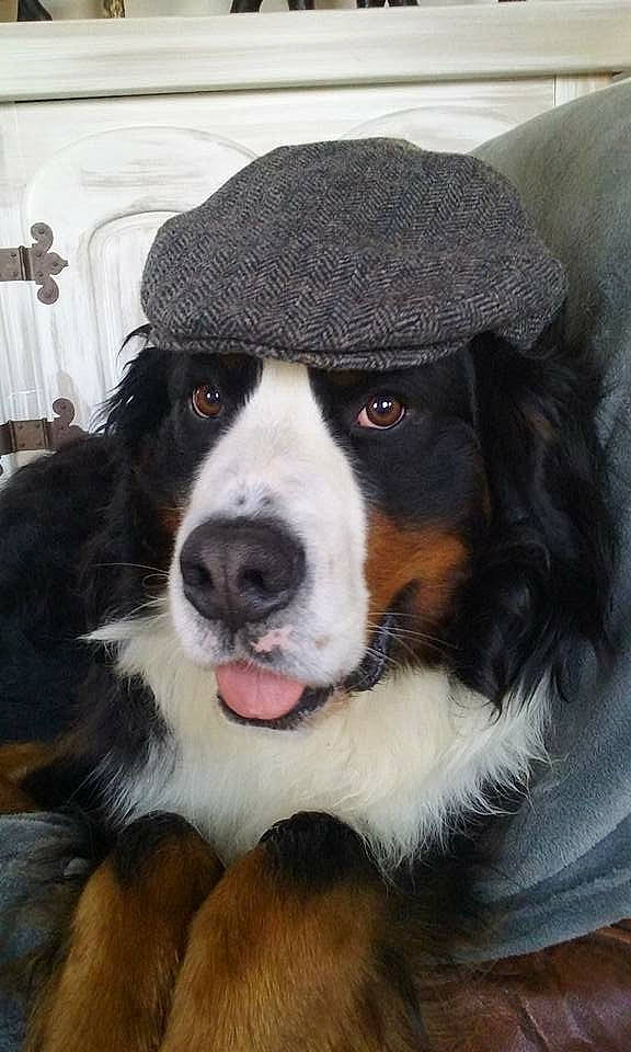 Hector a rejoint le concours — aidez-le/la à gagner de superbes lots ! cap, carnivore, companion_dog, curtain, dog, dog_breed, fur, giant_dog_breed, hat, snout, sporting_group, terrestrial_animal, whiskers, working_animal, working_dog