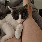 Pixie joined the competition — help win amazing prizes! cat, sleeping, cozy, white, gray, pet, animal, legs, bare_skin, bed, blanket, indoor, resting, cute, fur, nap, domestic, comfort, warm, relaxation