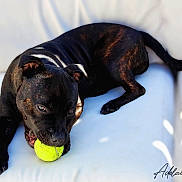 Vibs a rejoint le concours — aidez-le/la à gagner de superbes lots ! dog, black_dog, tennis_ball, playing, pet, animal, couch, white_background, sunlight, shadow, relaxing, indoor, focused, fur, paw, tail, mouth, teeth, closeup, domestic_animal