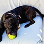 dog, black_dog, tennis_ball, playing, pet, animal, couch, white_background, sunlight, shadow, relaxing, indoor, focused, fur, paw, tail, mouth, teeth, closeup, domestic_animal
