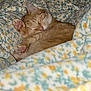 cat, sleeping, orange_tabby, paw_pads, blanket, floral_pattern, cozy, fur, cute, pet, resting, indoor, closeup, soft, warm, comfort, animal, feline, relaxed, nap