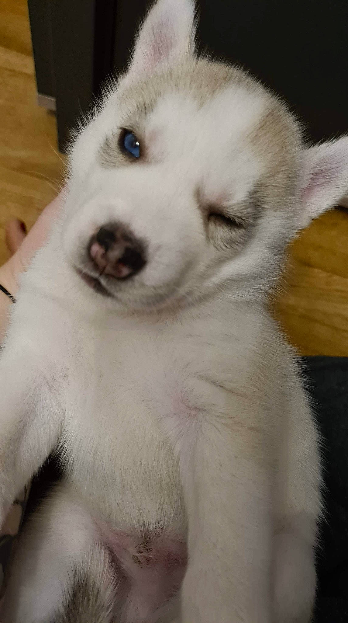 Rayven a rejoint le concours — aidez-le/la à gagner de superbes lots ! ancient_dog_breeds, canidae, carnivore, companion_dog, dog, dog_breed, fawn, fur, kuvasz, non_sporting_group, paw, polish_tatra_sheepdog, puppy, sporting_group, terrestrial_animal, volpino_italiano, whiskers, working_animal, working_dog