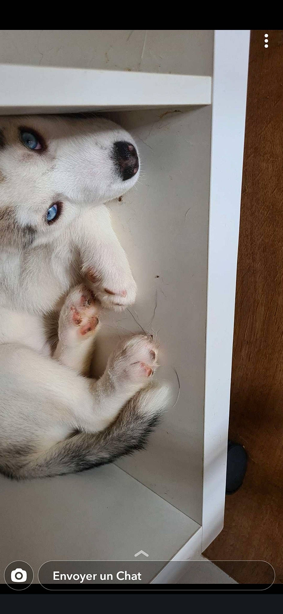 Rayven a rejoint le concours — aidez-le/la à gagner de superbes lots ! canidae, carnivore, claw, companion_dog, dog, dog_breed, domestic_short_haired_cat, eyelash, fang, fawn, felidae, fur, paw, small_to_medium_sized_cats, snout, sporting_group, tail, terrestrial_animal, whiskers, working_animal