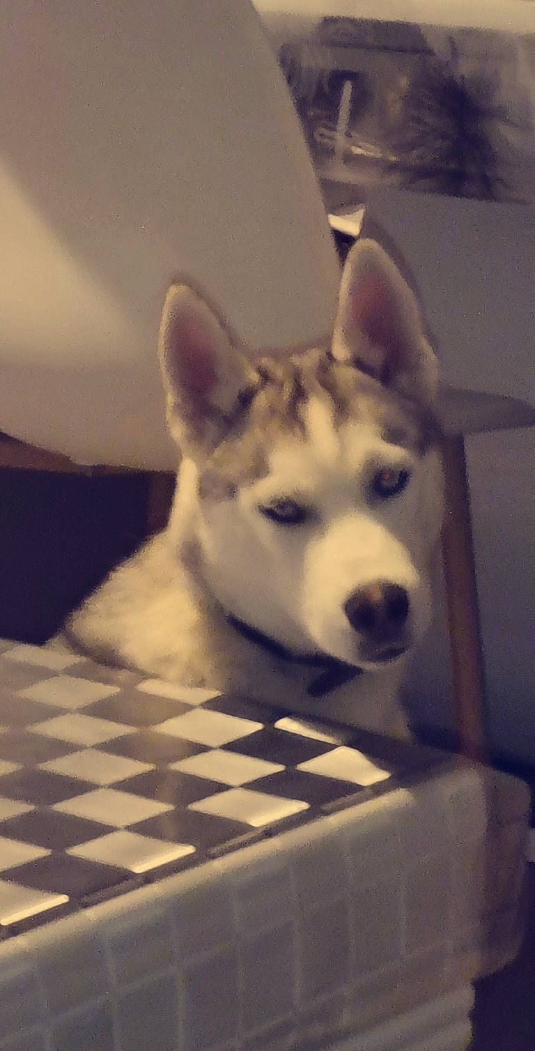 Rayven participe au concours pour gagner de l'argent avec cette photo : canidae, carnivore, companion_dog, dog, dog_breed, flooring, fur, jaw, monochrome_photography, siberian_husky, sky, sled_dog, small_to_medium_sized_cats, snout, sporting_group, terrestrial_animal, whiskers, wolf, wood, working_animal