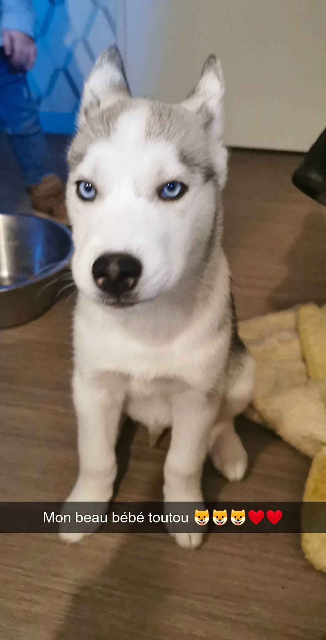 Rayven a rejoint le concours — aidez-le/la à gagner de superbes lots ! canidae, canis, carnivore, companion_dog, dog, dog_breed, fawn, fur, kitchen_utensil, mixing_bowl, pet_supply, photo_caption, siberian_husky, sled_dog, sporting_group, tableware, tail, whiskers, working_animal, working_dog