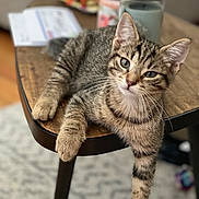 Coco is registered to the contest to win money with this photo: animal, cat, close_up, cozy, curious, cute, domestic_animal, feline, fur, household, indoor, kitten, paw, pet, relaxed, tabby, table, whiskers, wooden_table, young_animal