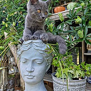 Boston a rejoint le concours — aidez-le/la à gagner de superbes lots ! animal, bust, curious, decor, face, flower_pot, foliage, garden, gray_cat, greenery, kitten, nature, outdoor, pet, plant, resting, sculpture, still_life, stone, wood