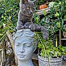 animal, bust, curious, decor, face, flower_pot, foliage, garden, gray_cat, greenery, kitten, nature, outdoor, pet, plant, resting, sculpture, still_life, stone, wood
