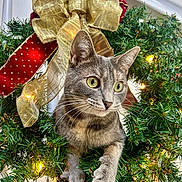 Luna joined the competition — help win amazing prizes! cat, gray_cat, christmas_wreath, holiday_decor, bow, gold_bow, red_bow, greenery, twinkling_lights, festive, curious, pet, animal, whiskers, paws, close_up, indoor, decorations, holiday, cute