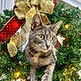 cat, gray_cat, christmas_wreath, holiday_decor, bow, gold_bow, red_bow, greenery, twinkling_lights, festive, curious, pet, animal, whiskers, paws, close_up, indoor, decorations, holiday, cute