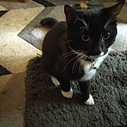 Stanley joined the competition — help win amazing prizes! cat, tuxedo_cat, whiskers, indoor, carpet, rug, furniture_leg, black_and_white, pet, animal, domestic, curious, floor, paws, close_up, home, companion, feline, soft_texture, collar