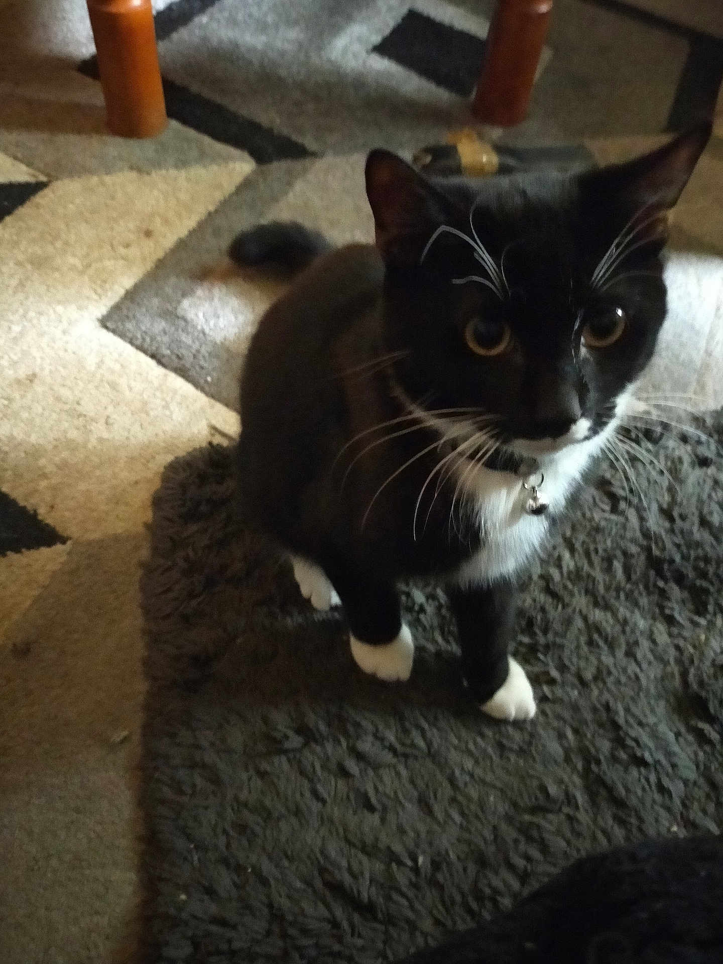 Stanley joined the competition — help win amazing prizes! cat, tuxedo_cat, whiskers, indoor, carpet, rug, furniture_leg, black_and_white, pet, animal, domestic, curious, floor, paws, close_up, home, companion, feline, soft_texture, collar