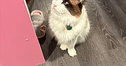 Felix joined the competition — help win amazing prizes! cat, fluffy_cat, blue_eyes, curious, sitting, wooden_floor, slipper, pink_door, indoor, pet, fur, domestic_animal, home, flooring, looking_up, collar, white_fur, brown_fur, black_fur, cozy