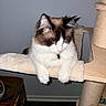 Felix joined the competition — help win amazing prizes! cat, fluffy, pet, indoor, feline, cat_tree, white_paws, dark_markings, ears, soft_platform, looking_down, perched, domestic_animal, animal, cute, fur, whiskers, collar, claws, home