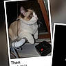 Felix is registered to the contest to win money with this photo: cat, windowsill, window, collar, night, indoor, pet, animal, fur, curious, looking, polaroid_style, date_stamp, text_overlay, reflection, rope, pipe, black_object, domestic, closeup