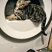 Snowie a rejoint le concours — aidez-le/la à gagner de superbes lots ! animal, appliance, cat, device, electricaldevice, laundry, pet, washer