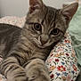 Mia a rejoint le concours — aidez-le/la à gagner de superbes lots ! cat, kitten, tabby, pet, paws, whiskers, eyes, ears, fur, striped, bed, blanket, floral_pattern, bedding, cozy, indoor, close_up, portrait, cute, relaxed