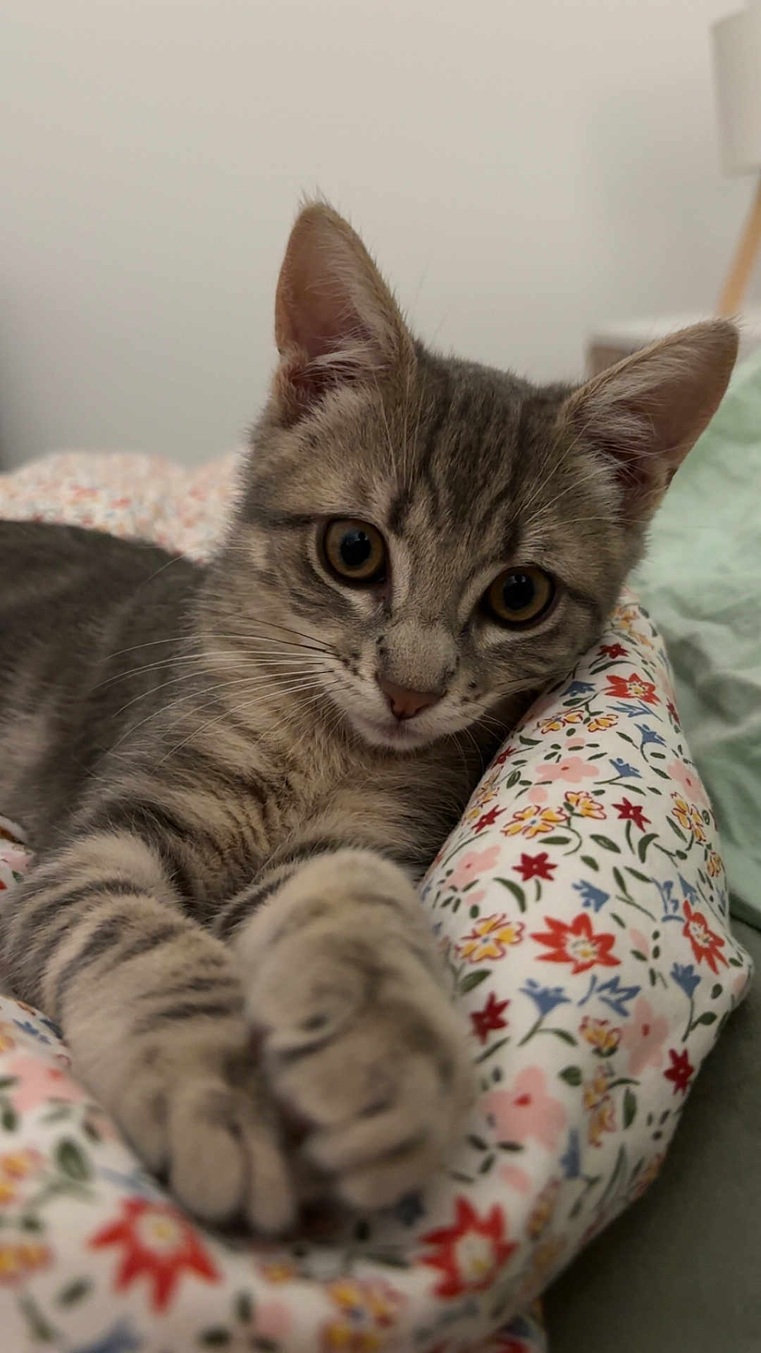 Mia a rejoint le concours — aidez-le/la à gagner de superbes lots ! cat, kitten, tabby, pet, paws, whiskers, eyes, ears, fur, striped, bed, blanket, floral_pattern, bedding, cozy, indoor, close_up, portrait, cute, relaxed