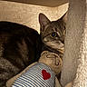 bedding, cat, cat_tree, close_up, cozy, curious, ear, fabric, heart_patch, hiding, indoor, kitten, peeking, plush, portrait, striped, stuffed_toy, tabby, toy, whiskers