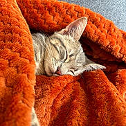 Mia a rejoint le concours — aidez-le/la à gagner de superbes lots ! cat, sleeping_cat, blanket, orange_blanket, cozy, fur, whiskers, close_up, pet, indoor, couch, texture, nap, resting, domestic_cat, tabby, ear, nose, soft, comfort