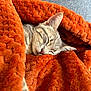 cat, sleeping_cat, blanket, orange_blanket, cozy, fur, whiskers, close_up, pet, indoor, couch, texture, nap, resting, domestic_cat, tabby, ear, nose, soft, comfort