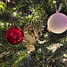 Mia participe au concours pour gagner de l'argent avec cette photo : bauble, cat, christmas_lights, christmas_tree, close_up, curious, decoration, festive, green_foliage, holiday, indoor, kitten, ornament, paw, photography, pine_needles, red_ornament, sparkle, white_ornament, wide_eyes