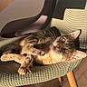Mia a rejoint le concours — aidez-le/la à gagner de superbes lots ! cat, chair, chair_seat, cozy, cute, fabric_texture, floor, golden_eyes, home_interior, indoor, paws, pet, portrait, relaxed, shadow, sunlight, tabby_cat, table, whiskers, wooden_leg