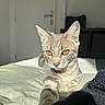 animal, bed, blanket, cat, close_up, curious, ears, feline, fur, indoor, paw, pet, portrait, relaxed, resting, shadow, sunlight, tabby_cat, whiskers, yellow_eyes