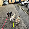 Dark a rejoint le concours — aidez-le/la à gagner de superbes lots ! dog, french_bulldog, leash, street, pavement, car, vehicle, building, residential, sidewalk, outdoor, pet, walking, urban, curious, black_dog, white_dog, brown_dog, daytime, neighborhood