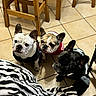 french_bulldog, dog, puppy, tile_floor, indoor, wooden_chair, sweater, pet, animal, black_dog, white_dog, brown_dog, floor, curious, attention, zebra_stripes, socks, person, three_dogs, cute