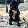 dog, french_bulldog, black_and_white, pet, animal, sitting, outdoor, stone_floor, curious, ears_up, paw, fur, canine, companion, domestic_animal, ground, sunlight, shadow, portrait, cute