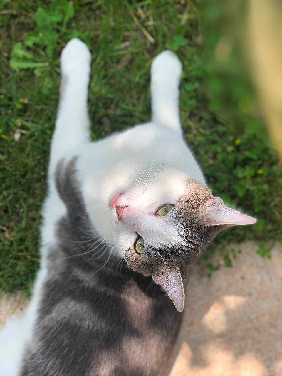 Nem a rejoint le concours — aidez-le/la à gagner de superbes lots ! aegean_cat, american_wirehair, carnivore, cat, domestic_short_haired_cat, ear, european_shorthair, fawn, felidae, fur, grass, kitten, plant, polydactyl_cat, small_to_medium_sized_cats, snout, tail, whiskers