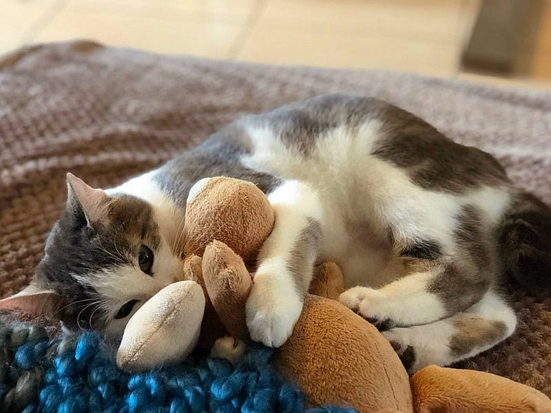 Nem participe au concours pour gagner de l'argent avec cette photo : aegean_cat, carnivore, cat, domestic_short_haired_cat, european_shorthair, felidae, fur, kitten, mammal, nap, paw, play, polydactyl_cat, sleep, small_to_medium_sized_cats, tabby_cat, whiskers