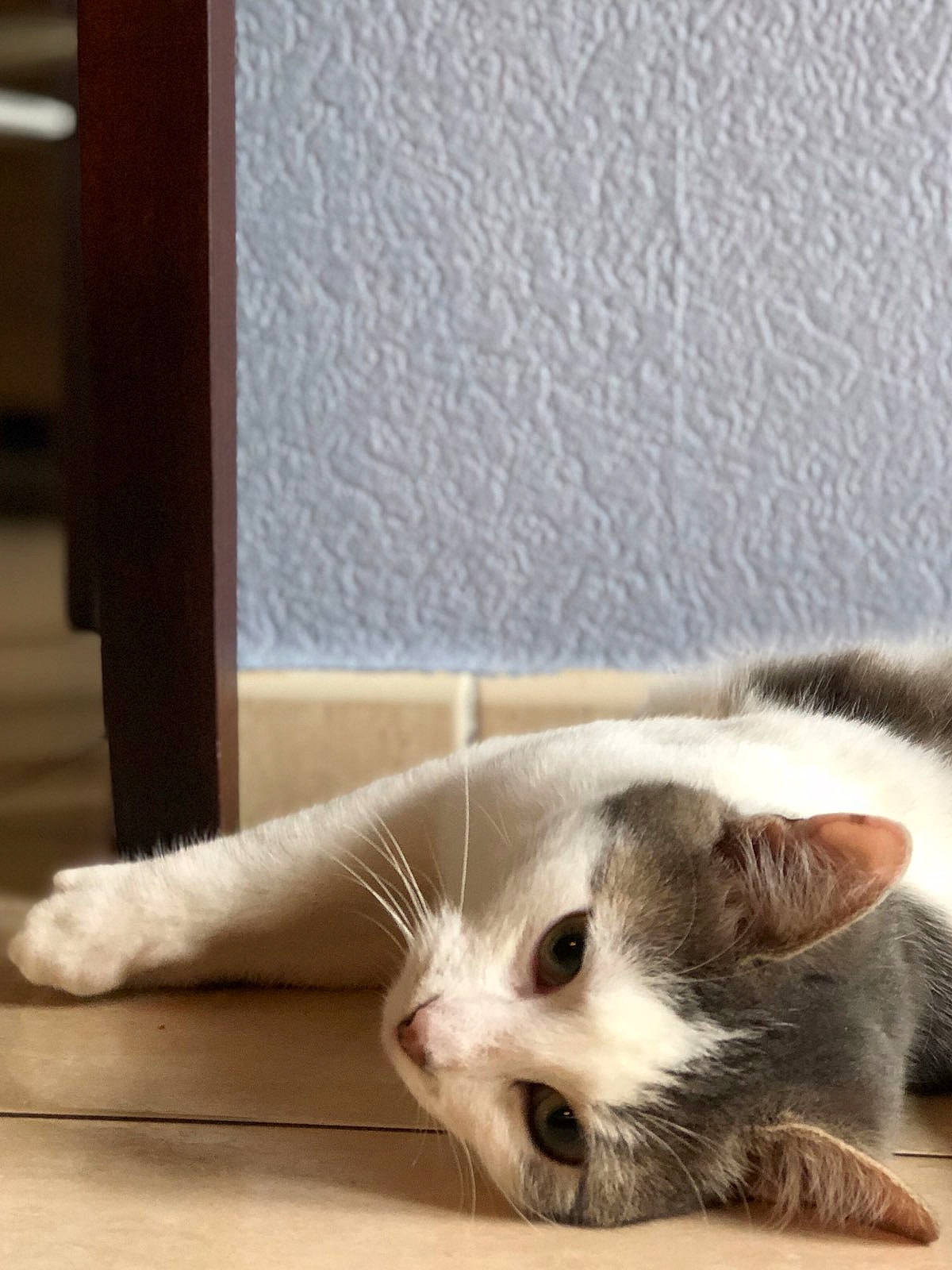 Nem participe au concours pour gagner de l'argent avec cette photo : aegean_cat, carnivore, cat, domestic_short_haired_cat, european_shorthair, fawn, felidae, kitten, mammal, munchkin, paw, scottish_fold, small_to_medium_sized_cats, snout, tail, whiskers