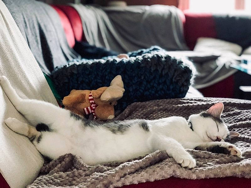 Nem participe au concours pour gagner de l'argent avec cette photo : canidae, carnivore, cat, comfort, cornish_rex, crochet, felidae, french_bulldog, fur, furniture, kitten, lap, nap, paw, puppy, puppy_love, sleep, small_to_medium_sized_cats, tail, whiskers