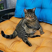 Marley a rejoint le concours — aidez-le/la à gagner de superbes lots ! cat, tabby, pet, animal, feline, cushion, orange_cushion, blue_pillow, chair, outdoor, relaxed, resting, striped, whiskers, tail, paw, seat, furniture, domestic_cat, comfortable
