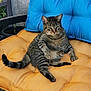cat, tabby, pet, animal, feline, cushion, orange_cushion, blue_pillow, chair, outdoor, relaxed, resting, striped, whiskers, tail, paw, seat, furniture, domestic_cat, comfortable