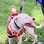 Ranger joined the competition — help win amazing prizes! dog, white_dog, leash, grass, person, toy, outdoor, medal, costume, pet, animal, standing, tongue_out, happy, playful, summer, nature, hand, footwear, casual_clothing
