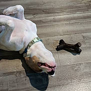 Ranger is registered to the contest to win money with this photo: dog, pet, floor, wooden_floor, collar, toy, chew_toy, playful, lying_down, indoor, animal, canine, white_dog, brown_patch, relaxed, domestic_animal, flooring, shadow, collar_tag, chewing