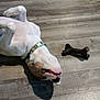 dog, pet, floor, wooden_floor, collar, toy, chew_toy, playful, lying_down, indoor, animal, canine, white_dog, brown_patch, relaxed, domestic_animal, flooring, shadow, collar_tag, chewing