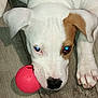 Ranger is registered to the contest to win money with this photo: puppy, dog, white_dog, brown_patch, toy, pink_ball, floor, close_up, pet, animal, cute, playful, lying_down, indoor, canine, young_dog, looking_up, ears, paws, snout